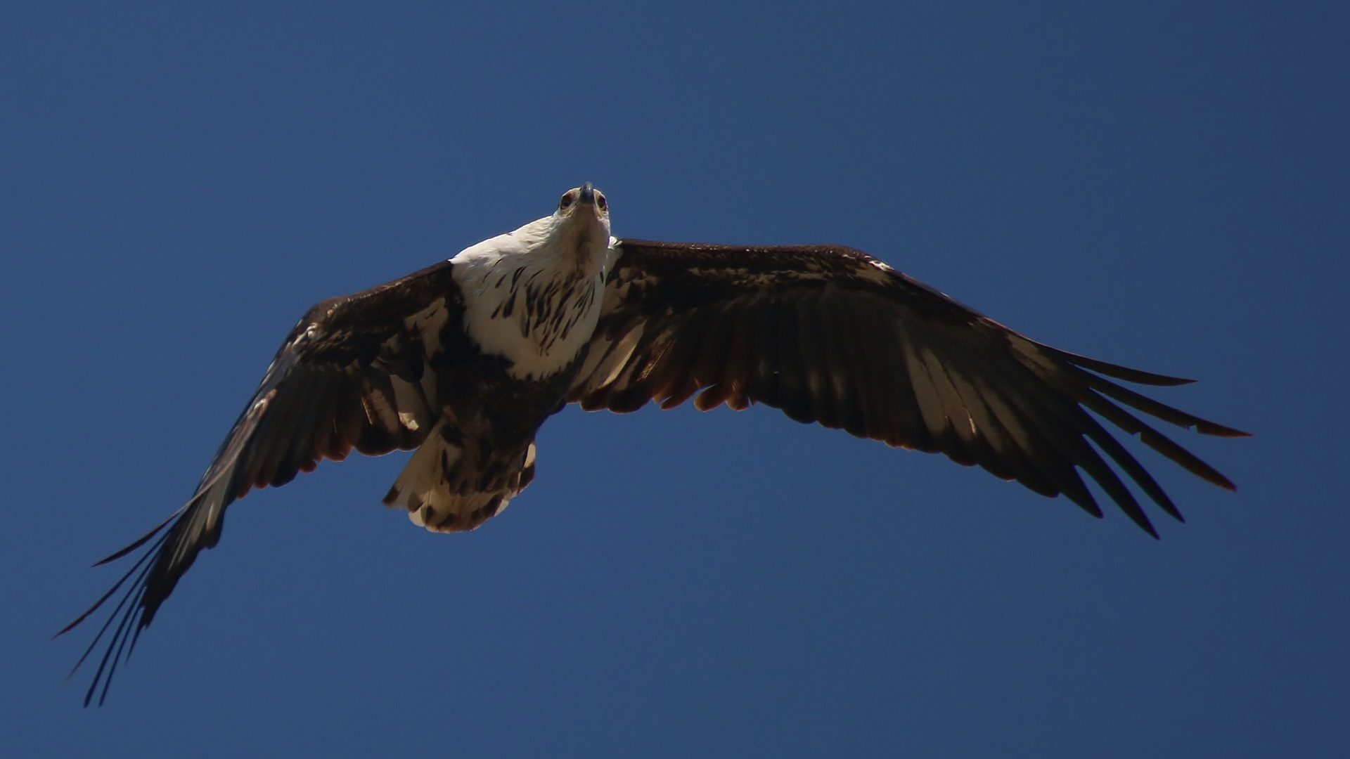 African Fish-Eagle